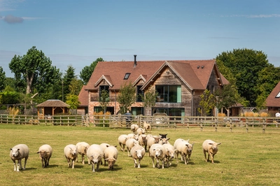 sheep walking in front of an oak home