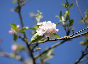 20 04 15 Blossom 010 Feature