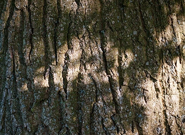 20 05 12 Dinedor 099 b Feature