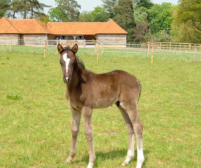 Pico 1 004 Copyright Hayley Ringrose