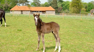 Pico 1 004 Copyright Hayley Ringrose